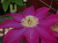 Klematis