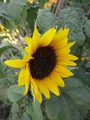 slnecnica