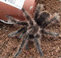 brachypelma vagans