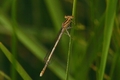 Platycnemis pennipes