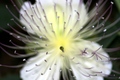 Capparis spinosa