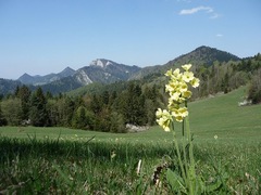 Primula a tri koruny