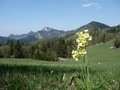 Primula a tri koruny