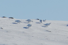 Snehuľa horská (Lagopus mutus)