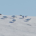 Snehuľa horská (Lagopus mutus)