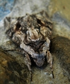 Sphinx pinastri