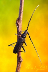 Len nech ma neprechýli :)