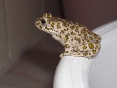 Žaba na umývadle
