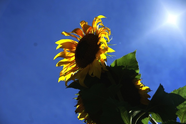 sunshine