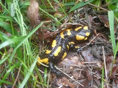 salamandra