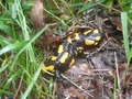 salamandra