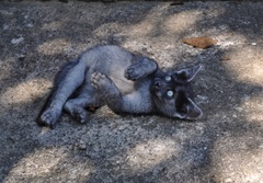 mačiatko