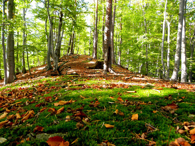 Jesenný lesný koberec