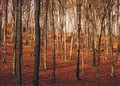 jesen v lese alebo les v jeseni