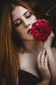 Dark Rose