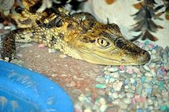 kroko