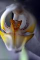 orchidea