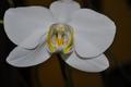 orchidea