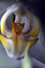 orchidea