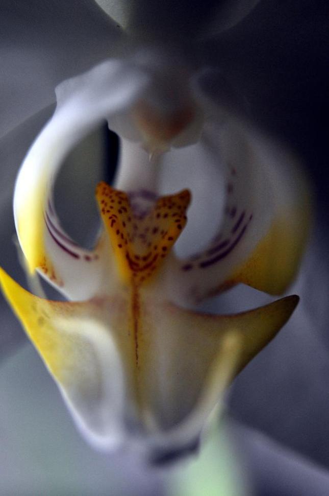 orchidea