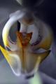 orchidea