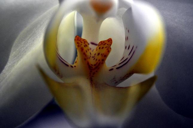 orchidea