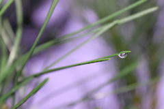 tears of a nature I