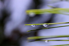 Tears of a Nature II