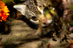 Hide 'n' Seek