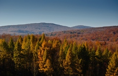 jesenná