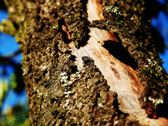 Mušky sa vyhrievali na slniečku