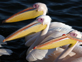 Pelikány v zátoke Walvis Bay - N