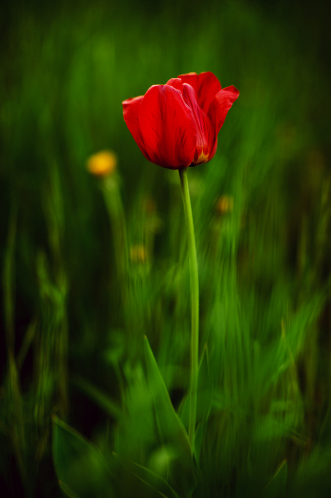 ..tulip..