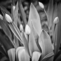 Tulipány