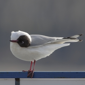 Celý svet je naopak.