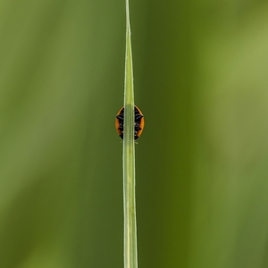 Nechcem vás vidieť!