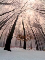 V zimných bučinách