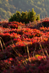 Po červenom koberci