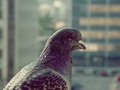 holub - každý deň na mojom balkó