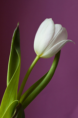 Tulipán