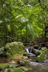 The Rain Forest