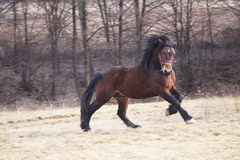 bezaci kon