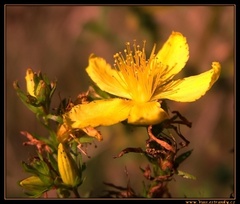 Slunící se luční květinka