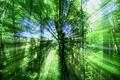 Light in Forest
