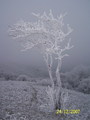 strom maleho princa