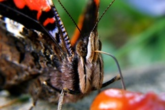 Babocka Admiral