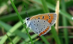 Motyl