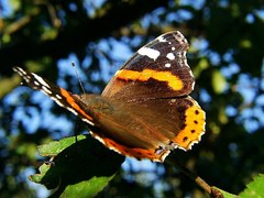 Babocka Admiral