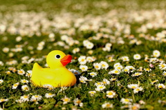 Duckling