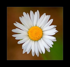 Daisy